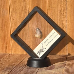 May include: A black display case with a clear acrylic front, showcasing a fossilized Mosasaur tooth. The case has a black base and a label that reads "Prehistoric Mosasaur Tooth Late Cretaceous - 66 mya".