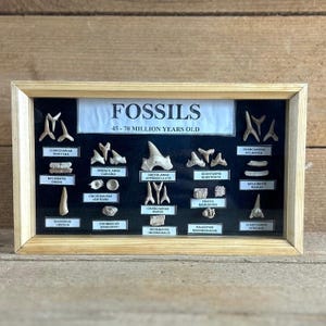 May include: A framed display of fossils, including shark teeth and other prehistoric specimens. The display is labeled "FOSSILS 45-70 MILLION YEARS OLD" and features various fossil types with their scientific names. The frame is made of light-colored wood.