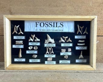 Assorted Authetic Fossils w Wooden Shadow Box | Assorted Fossils 45-70 Million Years Old
