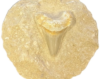 Fossil Shark Tooth on Matrix