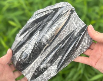 Small Fossil Orthoceras Plaque  - Polished Specimen Sculpture 8" 3.35 lbs | Home Office Décor