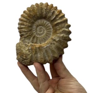 May include: A fossilized ammonite, a type of extinct marine mollusk, with a spiral shell. The shell is brown and tan with a textured surface.