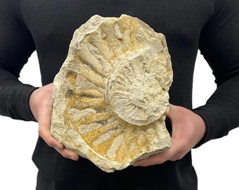 Large Matural Real Fossilized Texas Ammonite 10” 15.10 lbs