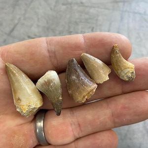 Authentic Real Fossil Mosasaur Tooth