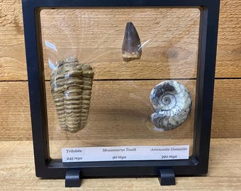 Authentic Real Fossil Set in 3D Frame Ammomite | Trilobite | Mosasaurus Tooth - Gift