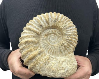 Large Real Fossilized Authentic Ammonite 8” 8.50 lbs Home or Office Decor Gift w/ Metal Stand