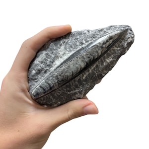 May include: A fossilized nautilus shell embedded in a gray rock. The shell is black and has a spiral pattern.