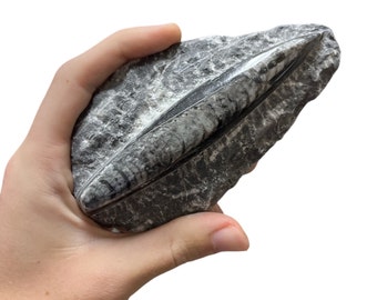 Fósil pulido de Orthoceras sobre roca