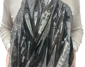 Large Fossil Orthoceras Plaque | Polished Specimen Sculpture 11.5" 18.75 lbs | Home Office Décor