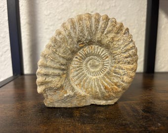 Base authentique de 4 po. en ammonite fossilisée | Décoration pour la maison ou le bureau