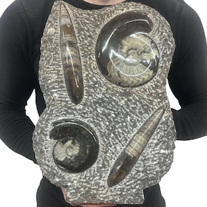 May include: A large, irregular slab of grey, textured stone featuring four embedded fossils. The fossils include two elongated, conical orthoceras and two coiled ammonites, all polished to a smooth, dark, and glossy finish against the rough rock.
