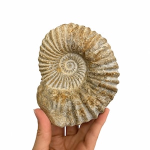 May include: A fossilized ammonite specimen featuring a distinct spiral shell pattern with prominent ridges and grooves. The fossil displays natural earthy tones of tan, beige, and brown, showcasing the intricate, coiled structure of the prehistoric marine mollusk.