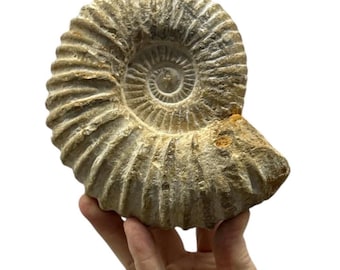 5" Real Fossilized Authentic Ammonite  w/ Metal Stand | Home or Office Décor