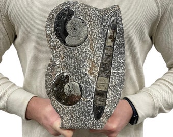 Medium Fossil Orthoceras and Gonatite Slab Plaque Standing Base - Polished Specimen Sculpture 11.5" 5 Lbs.