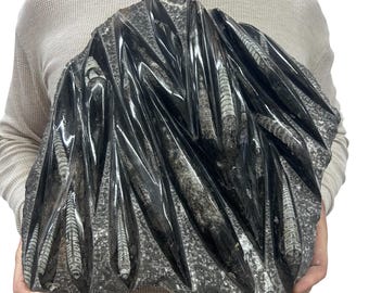 Large Fossil Orthoceras Plaque | Polished Specimen Sculpture 15" 16.05 lbs | Home Office Décor