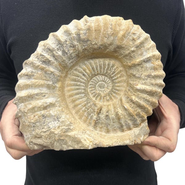 Large Real Fossilized Authentic Ammonite Cut Base 9.5” 14.15 lbs | Home or Office Décor