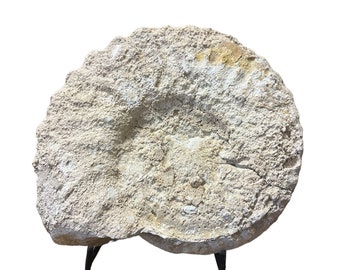 Medium Real Fossilized Texas Ammonite 6.5”   3.10 lbs w/ medium stand