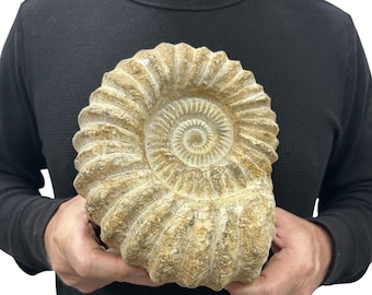Large Real Fossilized Authentic Ammonite 8.5” 8.40 lbs Home or Office Decor Gift w/ Metal Stand