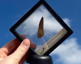 Large Authentic Real Fossil Dinosaur Plesiosaur Tooth | Large 3D Frame Stand | Natural Home Office Décor Collection