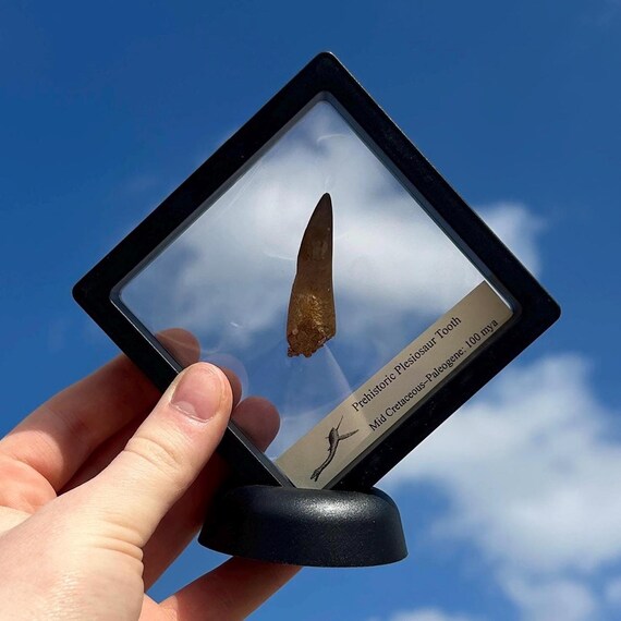 Large Authentic Real Fossil Dinosaur Plesiosaur Tooth | Large 3D Frame Stand | Natural Home Office Décor Collection