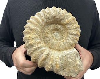 Large Real Fossilized Authentic Ammonite 9.5” 8.70 lbs Home or Office Decor Gift w/ Metal Stand