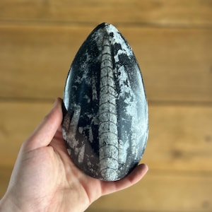 Real Fossilized Orthoceras Polished Fossil Pear Teardrop shaped on Rock - Paleontology Gift