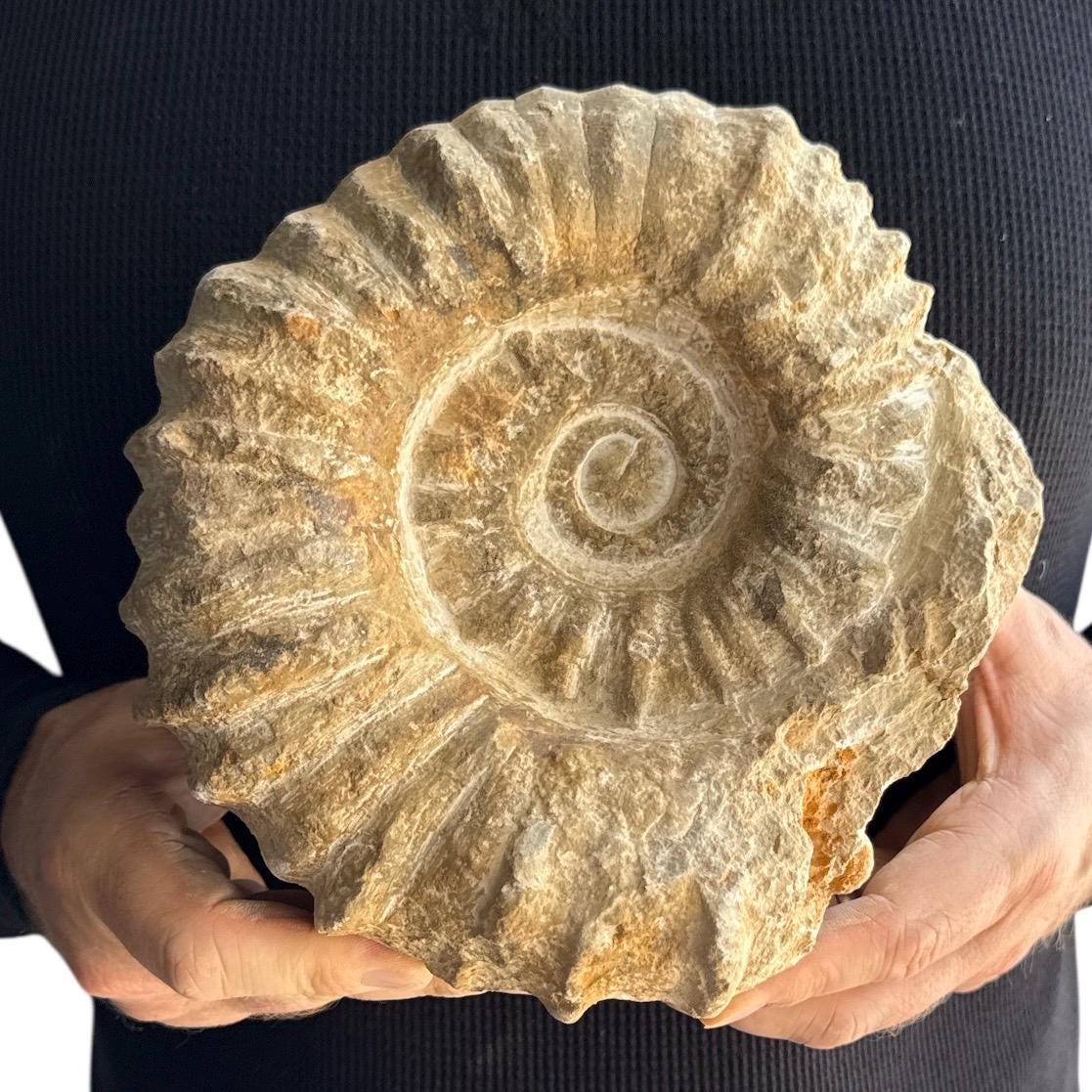 Large Real Fossilized Authentic Ammonite 8” 8.80 lbs. Home or Office Décor w/ Metal Stand