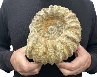 Large Real Fossilized Authentic Ammonite 7.5” 7.70 lbs Home or Office Decor Gift w/ Metal Stand