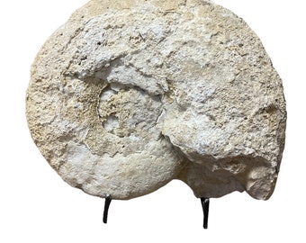 Medium Real Fossilized Texas Ammonite 8.25” 4.70 lbs w/ medium stand