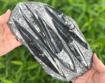 Small Fossil Orthoceras Plaque  - Polished Specimen Sculpture 10" 3.6 lbs | Home Office Décor