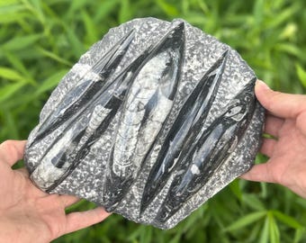 Small Fossil Orthoceras Plaque  - Polished Specimen Sculpture 8" 4.2 lbs | Home Office Décor