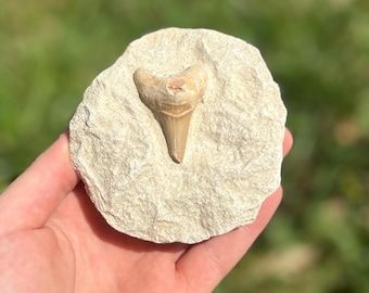 Authentic Real Fossil Shark Tooth in Matrix Rock