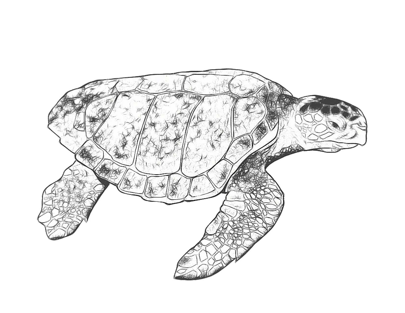  Sea Turtles Art Drawings Printed on Note Cards or Etsy