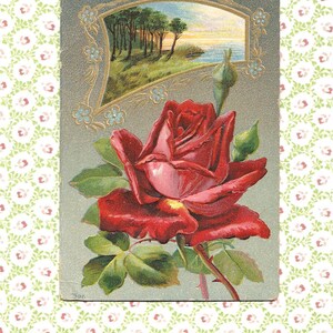 1910s RED ROSE Vintage POSTCARD ~ Birthday Greetings  Antique Embossed Red Rose with Trees Ocean ~ Gold accents and Forget-me-not Flowers