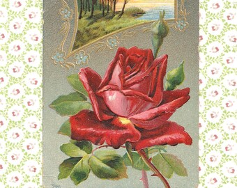 1910s Embossed Red Rose Birthday Postcard: Antique Floral Greetings