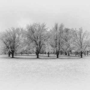Grove of Trees - Fine Art Photography - Black & White, Infrared, Wall Art, Winter Scene