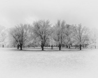 Grove of Trees - Fine Art Photography - Black & White, Infrared, Wall Art, Winter Scene