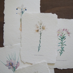 Botanische Karte. Gefürchtete Illustration