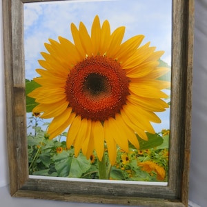 Framed Art of a real photograph of a &quot;Sunflower &quot; in a Rustic and weathered wood Frame with glass