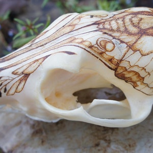 Moth Pyrography on Real Coyote Skull - Etsy