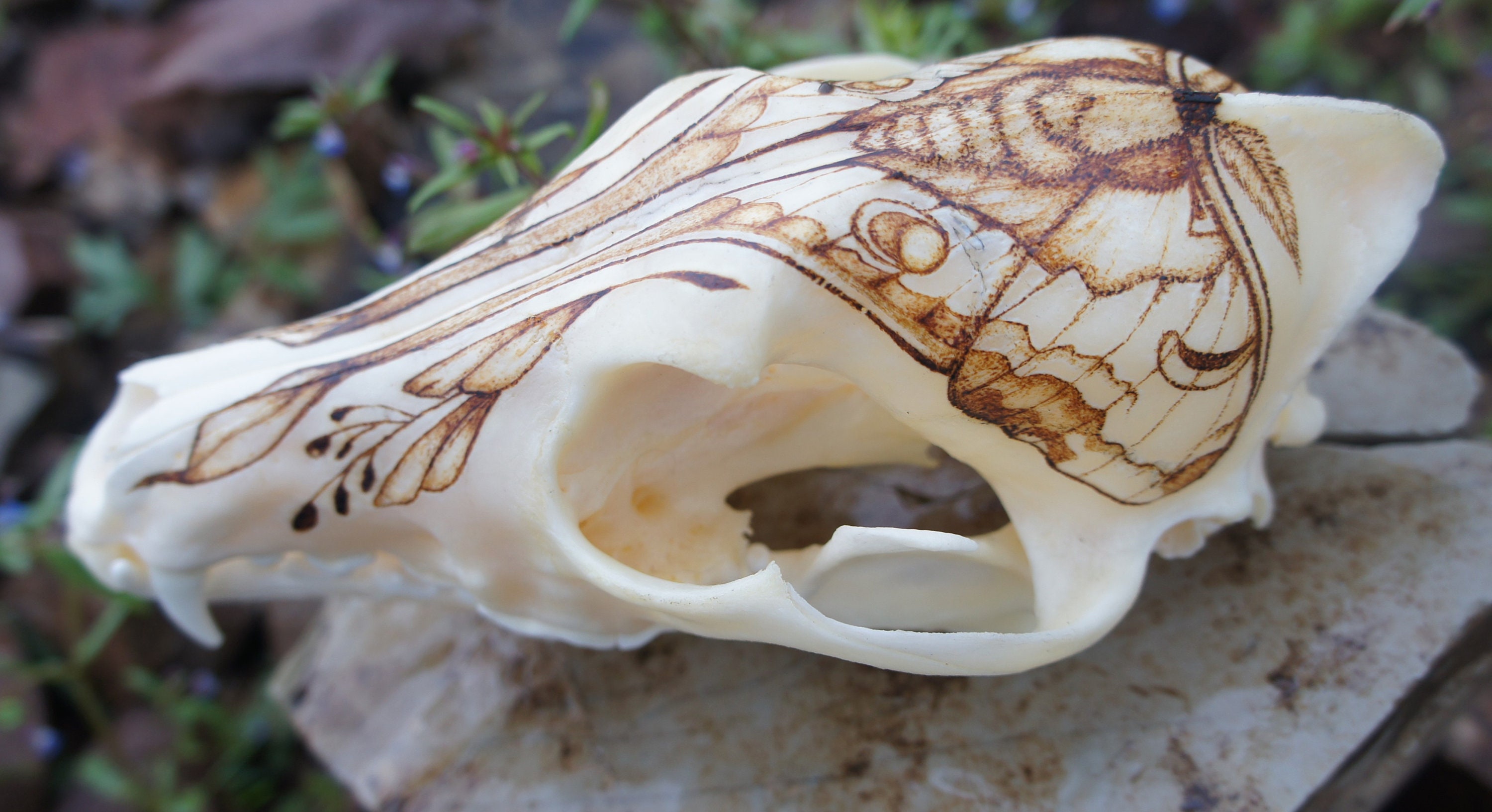 Moth Pyrography on Real Coyote Skull - Etsy