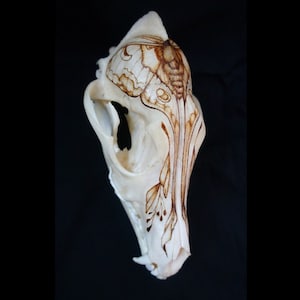Moth Pyrography on Real Coyote Skull - Etsy