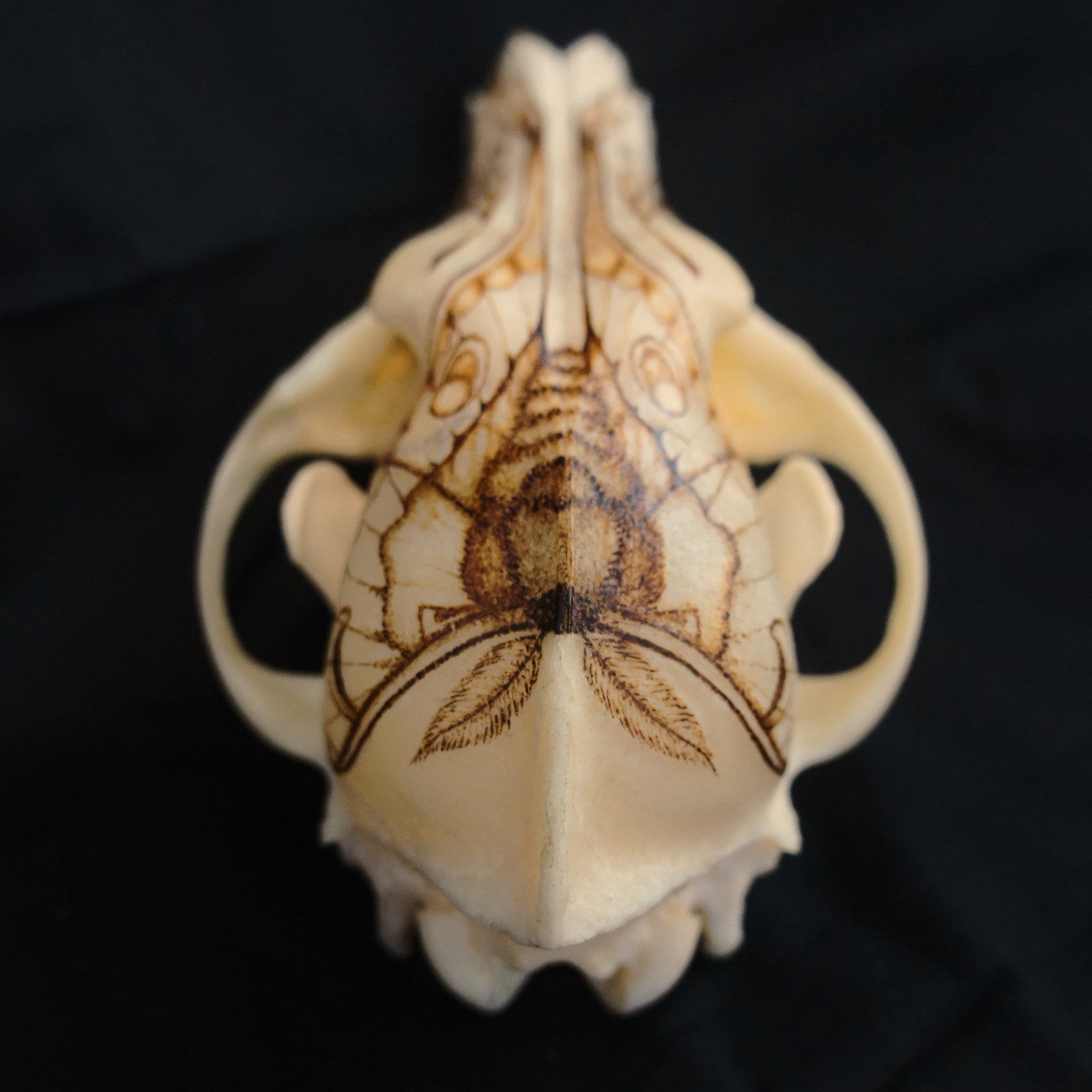 Moth Pyrography on Real Coyote Skull - Etsy