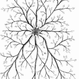 Custom Botanical Illustration, hand drawn illustrations, original art drawing, pen & ink illustration, custom drawing, wall art