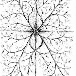Custom Botanical Illustration, hand drawn illustrations, original art drawing, pen & ink illustration, custom drawing, wall art