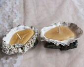 Beeswax Candle in Oyster Shell