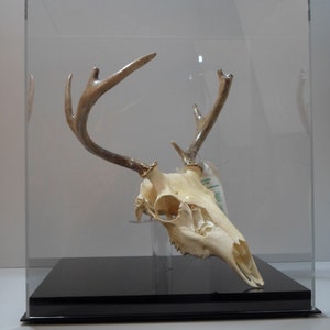 May include: A white deer skull with antlers mounted in a clear acrylic display case with a black base.