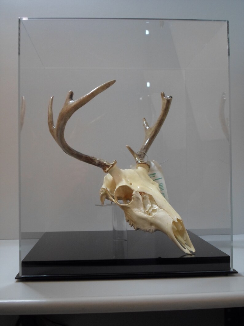 May include: A white deer skull with antlers mounted in a clear acrylic display case with a black base.