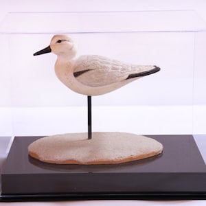 May include: A white and gray bird figurine standing on a sandy base inside a clear acrylic display case.