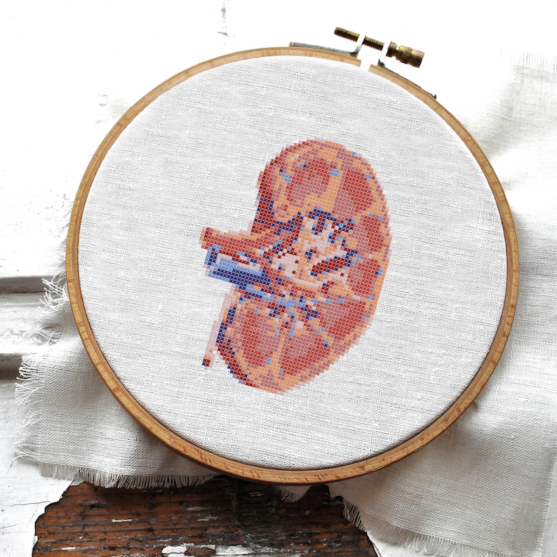 Modern Cross Stitch Pattern KIDNEY Hand Embroidery Pattern Etsy